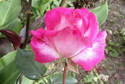 Rosa El Cortijo jigsaw puzzle