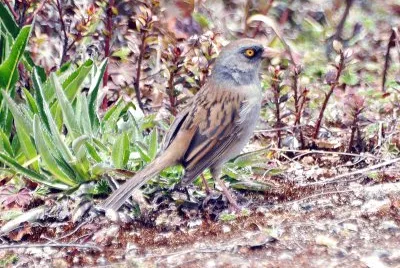 Junco del vulcano jigsaw puzzle