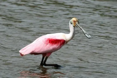 Roseate spoonbill jigsaw puzzle