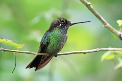 Talamanca humming jigsaw puzzle