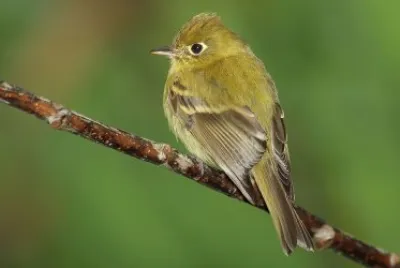 Yellowish flaycarter jigsaw puzzle