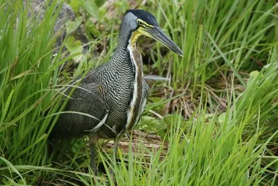 Bare throated tiger heron jigsaw puzzle