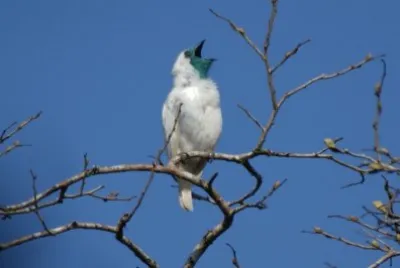 Bare throated bell jigsaw puzzle