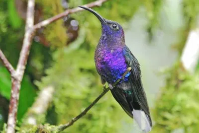 Violet sabrewing jigsaw puzzle