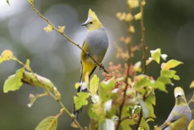 Long tailed silky fly catcher jigsaw puzzle