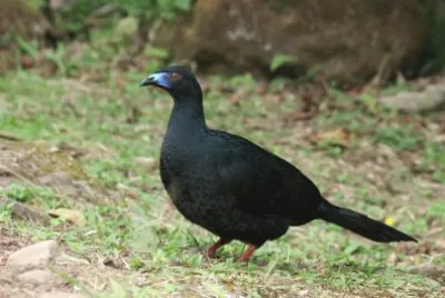 Guan nero jigsaw puzzle