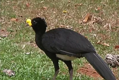 Hocco maggiore jigsaw puzzle