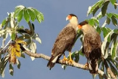 JR 353 jigsaw puzzle