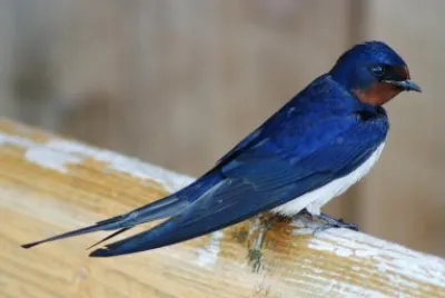 Golondrina rustica jigsaw puzzle