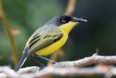 Espatulilla comune jigsaw puzzle