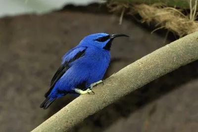 Mielero ceruleo jigsaw puzzle