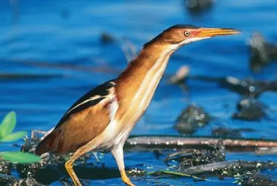 Avetorillo bicolor jigsaw puzzle