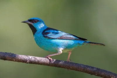 Dacnis azul jigsaw puzzle