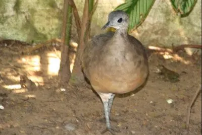 Tinamo golabianca jigsaw puzzle