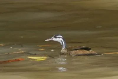 Sungrebe jigsaw puzzle
