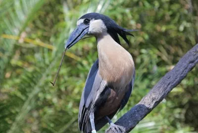 Boat billed heron jigsaw puzzle