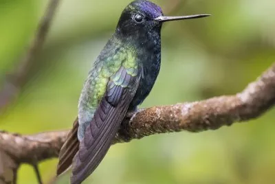 Lanciere fronteblu jigsaw puzzle