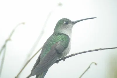 Sciabolatore pettogrigio jigsaw puzzle