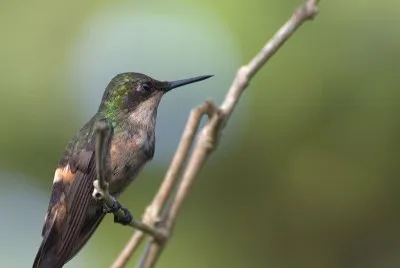 Coquette festosa jigsaw puzzle