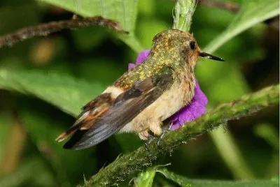 Coquette picchiettata jigsaw puzzle