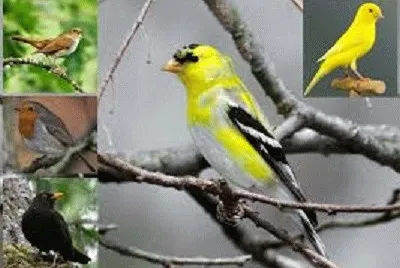 JR 354 jigsaw puzzle