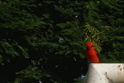 PÃ¡jaro jigsaw puzzle