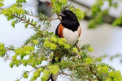 JR 355 jigsaw puzzle