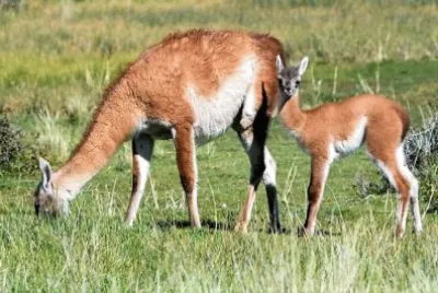 mom #297 jigsaw puzzle