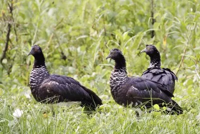 Kaimichi cornuto jigsaw puzzle