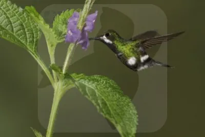 Spinuro pancianera jigsaw puzzle