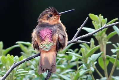 Macchia di sole splendente jigsaw puzzle