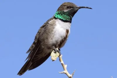 Orostella delle ande jigsaw puzzle