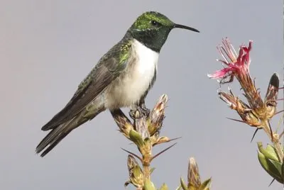 Orostella testaverde jigsaw puzzle