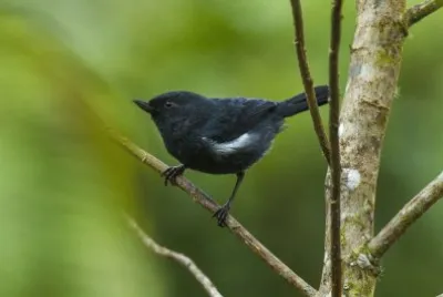 Bucafiori fianchibianchi jigsaw puzzle