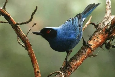 Bucafiori mascherato jigsaw puzzle