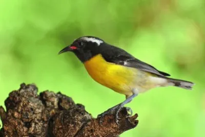 Cereba gialla jigsaw puzzle