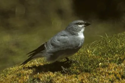 Diuca alibianche jigsaw puzzle