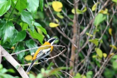 Tangara testa striata jigsaw puzzle