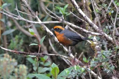 Tangara dai sopraccigli rugginosi jigsaw puzzle