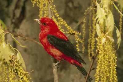 Tangara olivacea jigsaw puzzle