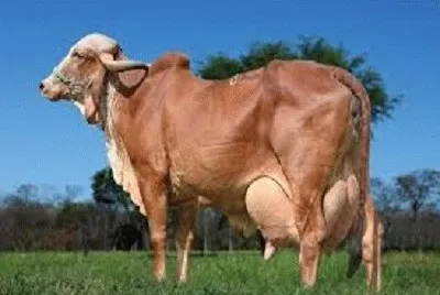 JR 364 jigsaw puzzle