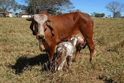 JR 365 jigsaw puzzle