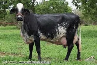 JR 366 jigsaw puzzle