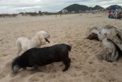 cachorrinhas jigsaw puzzle