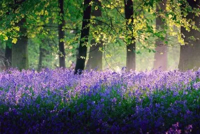 Paisagem ensolarada jigsaw puzzle