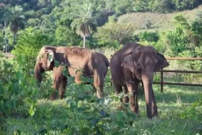 Animais jigsaw puzzle