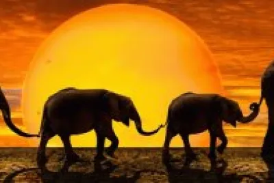 Animais jigsaw puzzle