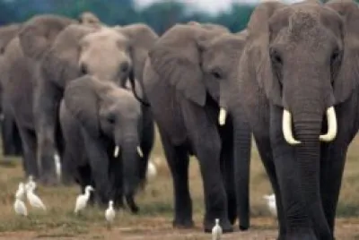 Animais jigsaw puzzle