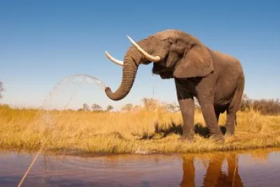 Animais jigsaw puzzle