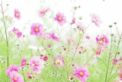 Flores rosa jigsaw puzzle